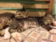 Onix, Rocky e Amelia
