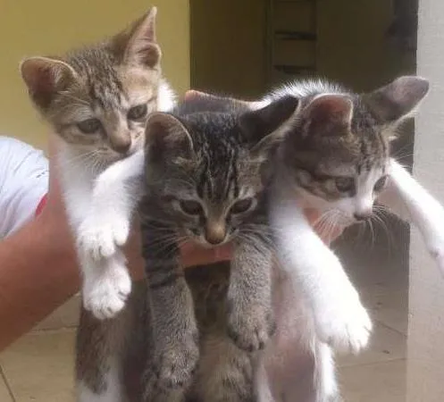 Gato raça outros idade Abaixo de 2 meses nome sem nome
