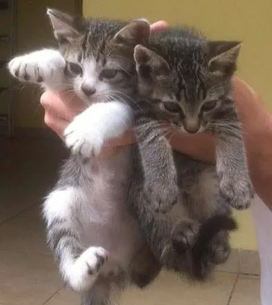 Gato raça outros idade Abaixo de 2 meses nome sem nome