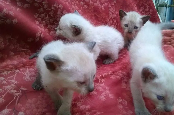 Gato ra a Siamês idade Abaixo de 2 meses nome sem nome