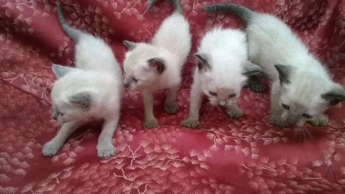 Gato ra a Siamês idade Abaixo de 2 meses nome sem nome