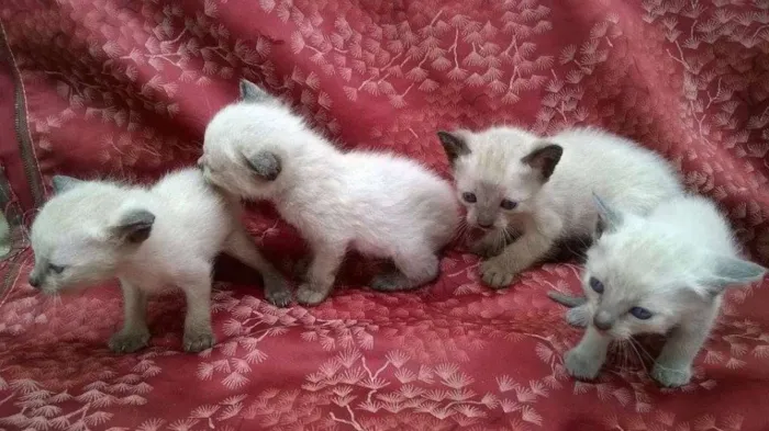 Gato ra a Siamês idade Abaixo de 2 meses nome sem nome