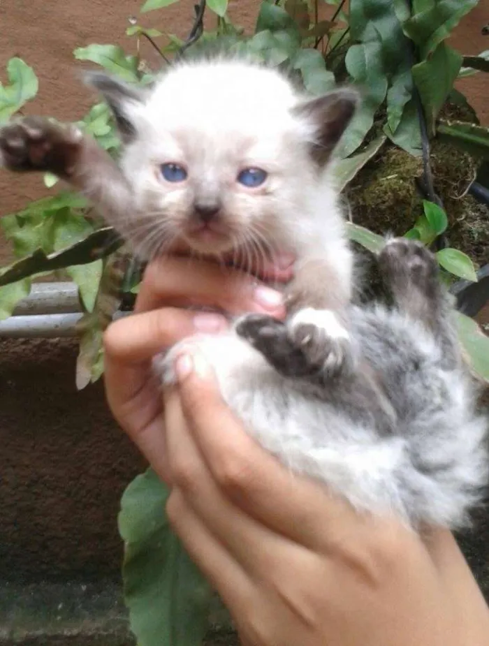 Gato ra a Siamês idade Abaixo de 2 meses nome sem nome