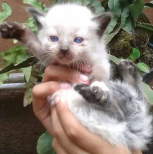 Gato raça Siamês idade Abaixo de 2 meses nome sem nome