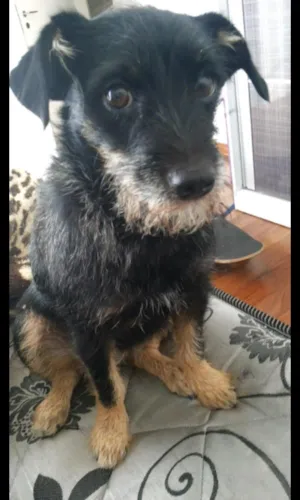 Cachorro raça sem raça idade 5 anos nome mili