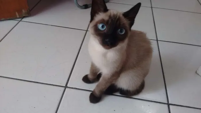 Gato ra a Siamês idade 2 a 6 meses nome Ckeopatra