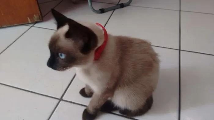 Gato ra a Siamês idade 2 a 6 meses nome Ckeopatra
