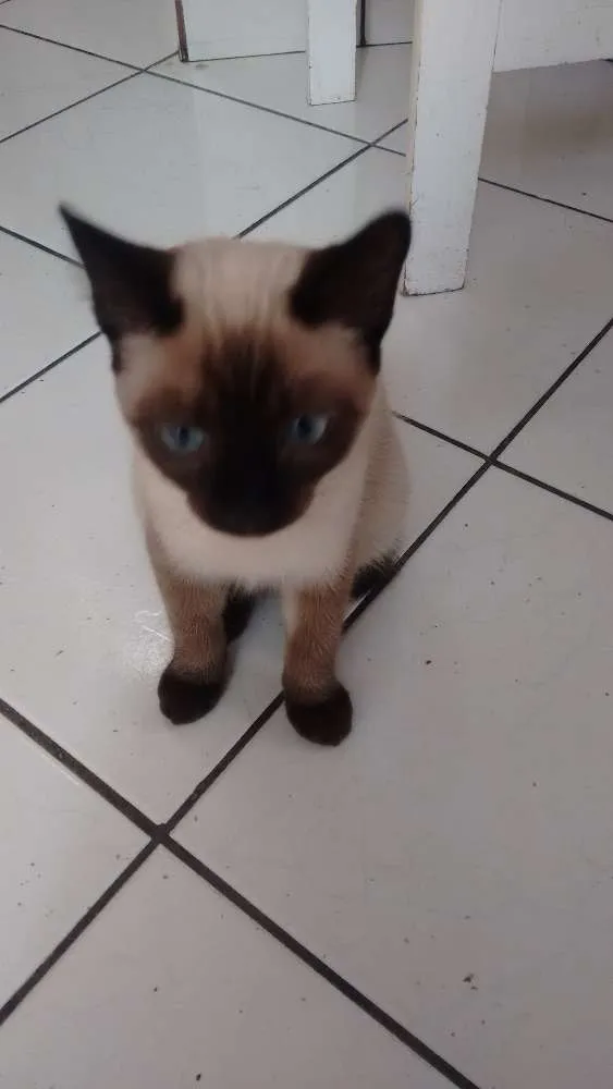 Gato ra a Siamês idade 2 a 6 meses nome Ckeopatra