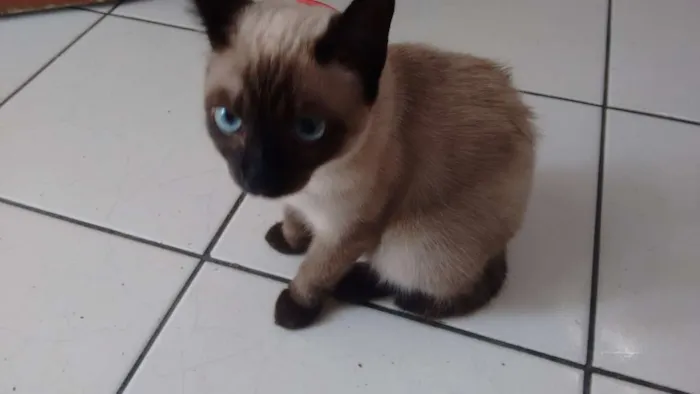 Gato ra a Siamês idade 2 a 6 meses nome Ckeopatra