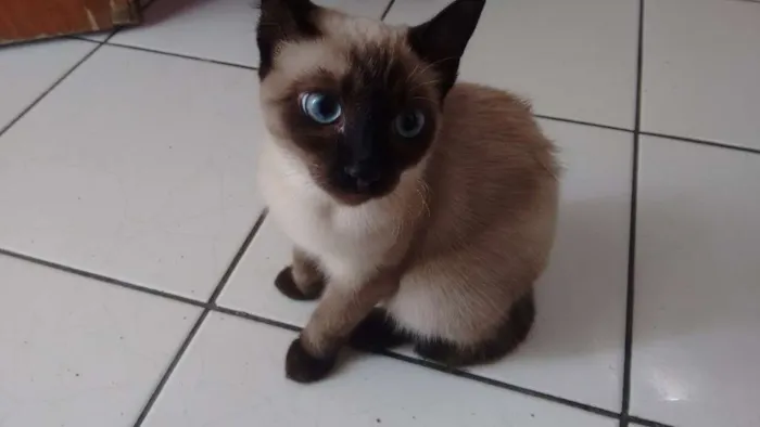 Gato ra a Siamês idade 2 a 6 meses nome Ckeopatra