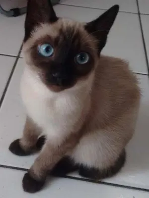 Gato raça Siamês idade 2 a 6 meses nome Ckeopatra