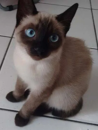 Gato ra a Siamês idade 2 a 6 meses nome Ckeopatra