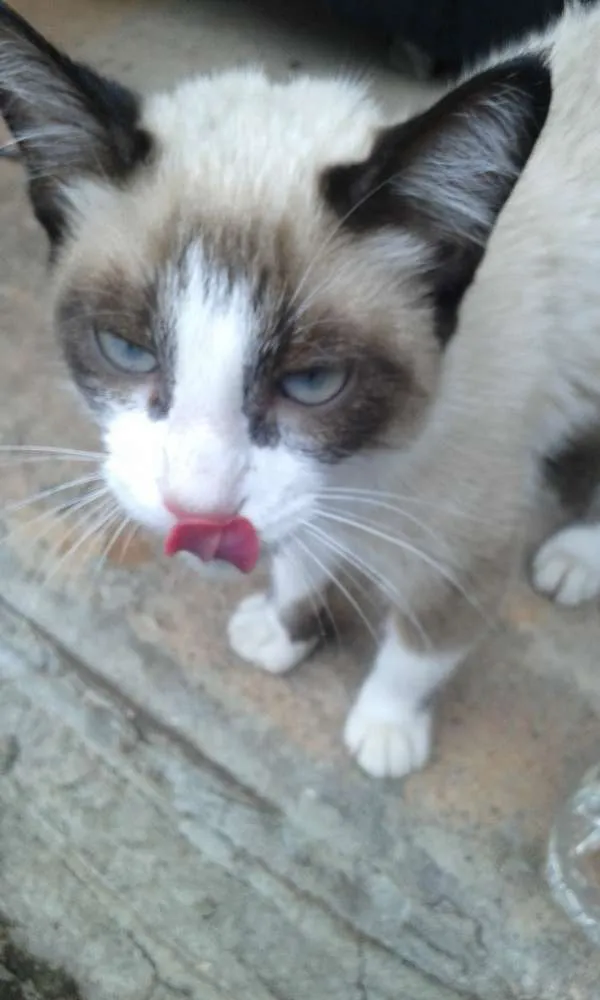 Gato ra a Não Definida idade 2 a 6 meses nome Sem Nome