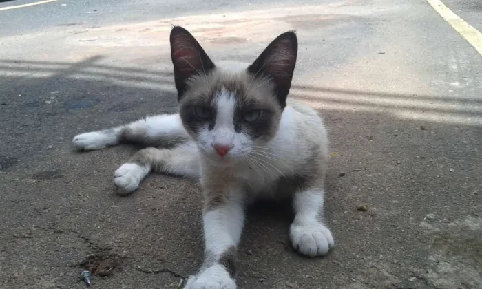 Gato ra a Não Definida idade 2 a 6 meses nome Sem Nome