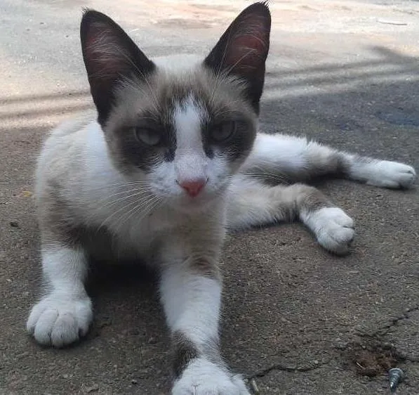 Gato ra a Não Definida idade 2 a 6 meses nome Sem Nome