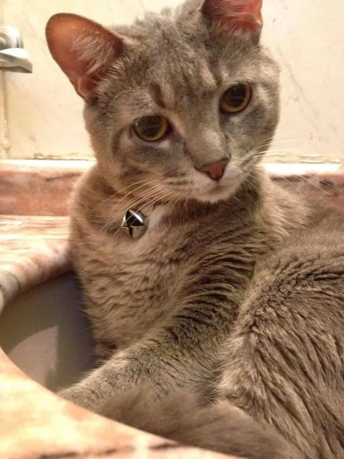 Gato ra a Srd idade 1 ano nome Benjamin