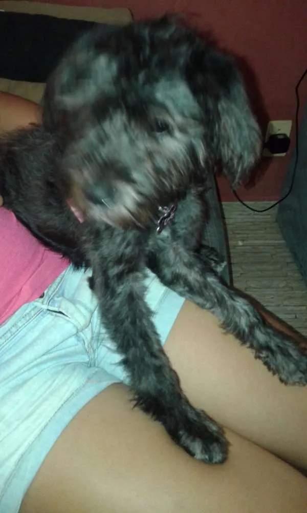Cachorro ra a Poodle idade 2 a 6 meses nome cindy