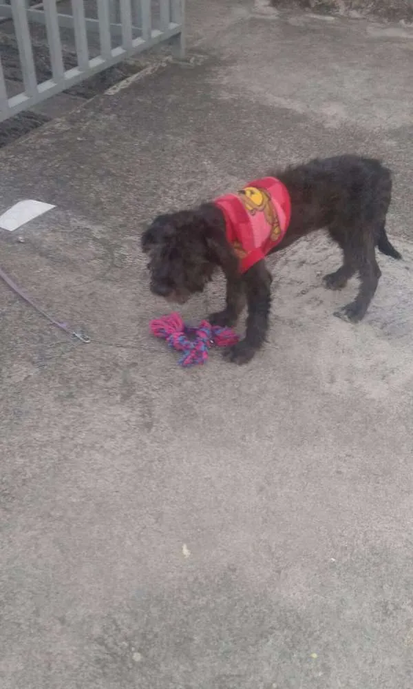 Cachorro ra a Poodle idade 2 a 6 meses nome cindy