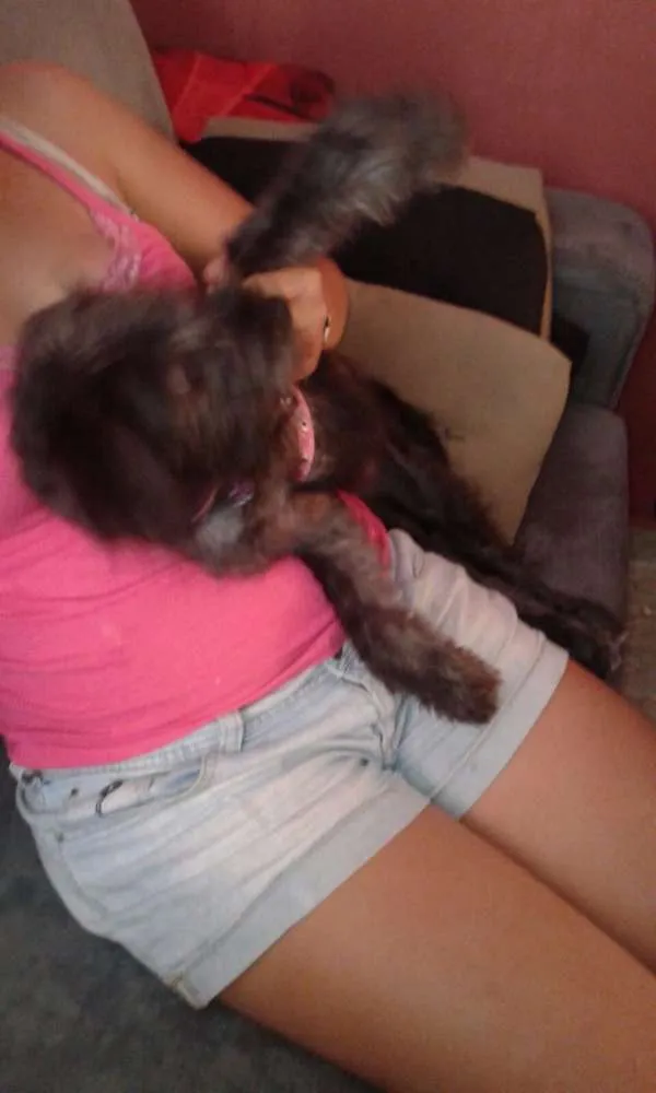 Cachorro ra a Poodle idade 2 a 6 meses nome cindy