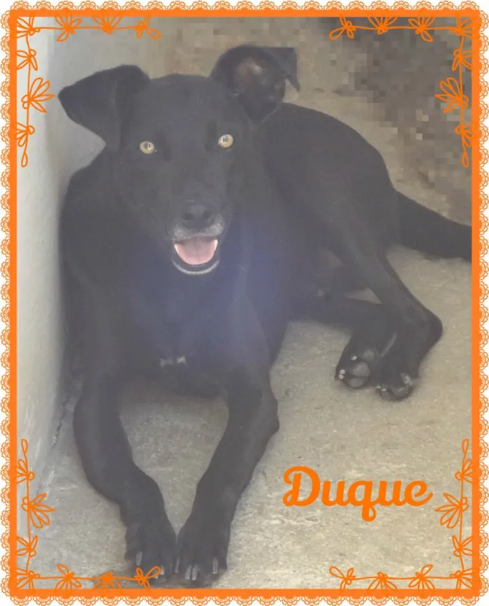 Cachorro ra a SRD idade 2 anos nome Duque