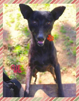 Cachorro raça SRD idade 6 ou mais anos nome Uli