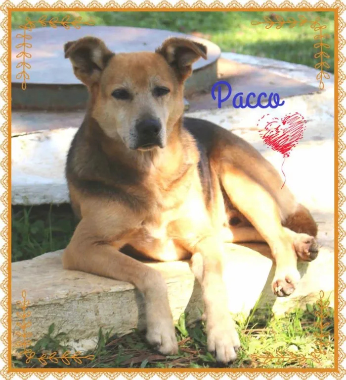 Cachorro ra a SRD idade 6 ou mais anos nome Pacco
