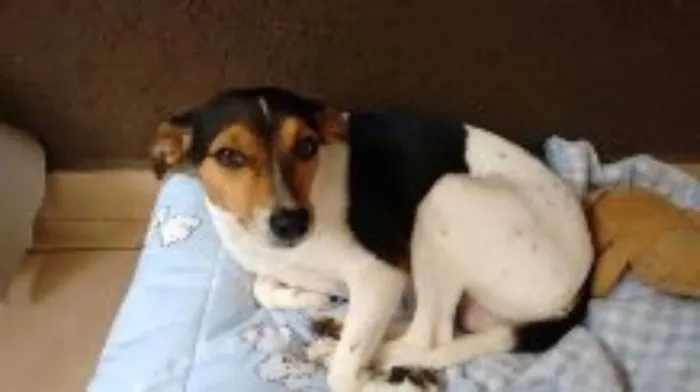 Cachorro ra a Mistura de Vira lata com Fox Terrier idade 1 ano nome Pipoca
