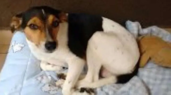 Cachorro ra a Mistura de Vira lata com Fox Terrier idade 1 ano nome Pipoca