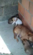 Bebês