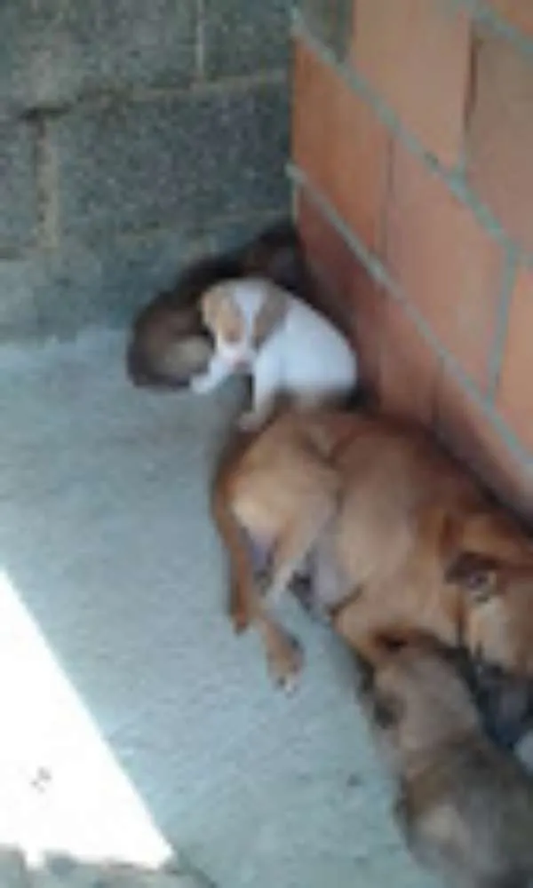 Cachorro ra a SRD idade 1 ano nome Bebês