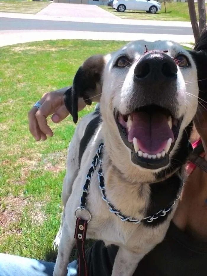 Cachorro ra a SRD idade 1 ano nome docinha