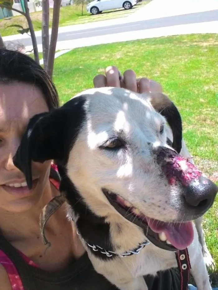 Cachorro ra a SRD idade 1 ano nome docinha