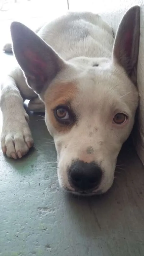 Cachorro ra a vira-lata idade 7 a 11 meses nome Biela