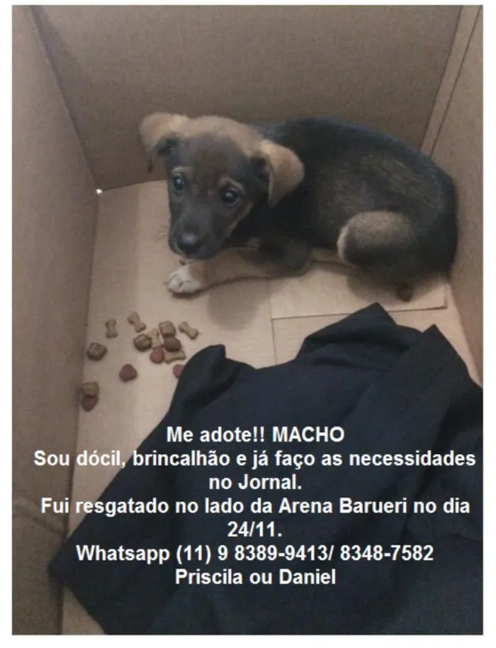 Cachorro ra a SRD idade 2 a 6 meses nome Sem Nome 