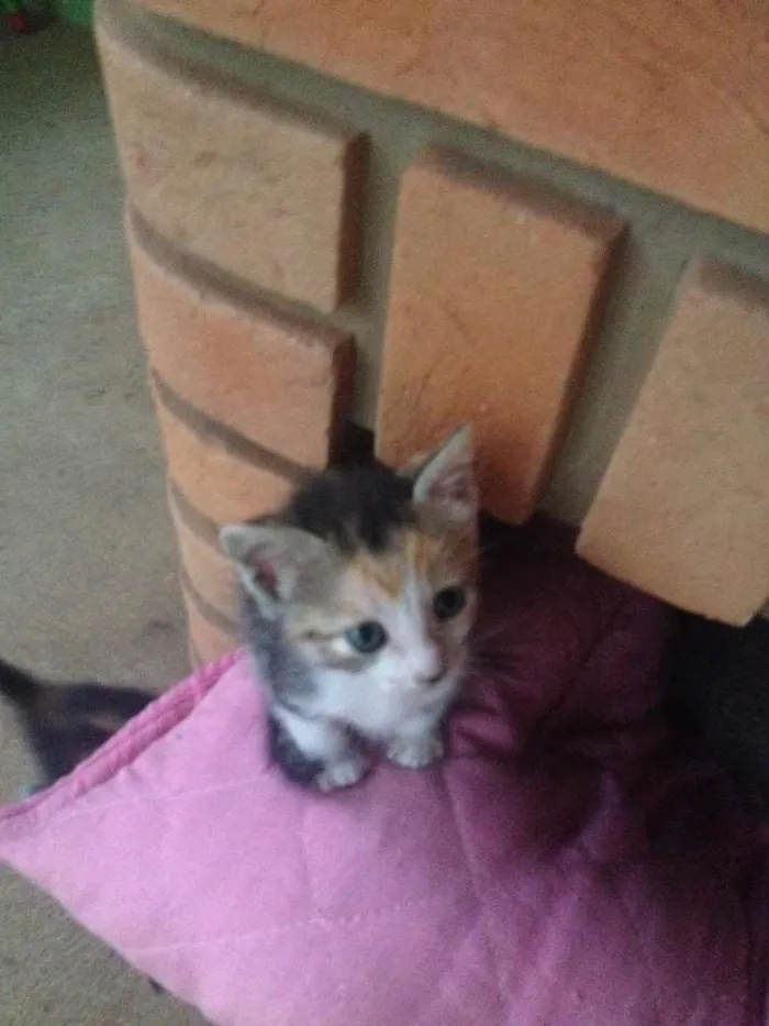 Gato ra a  idade Abaixo de 2 meses nome não tem