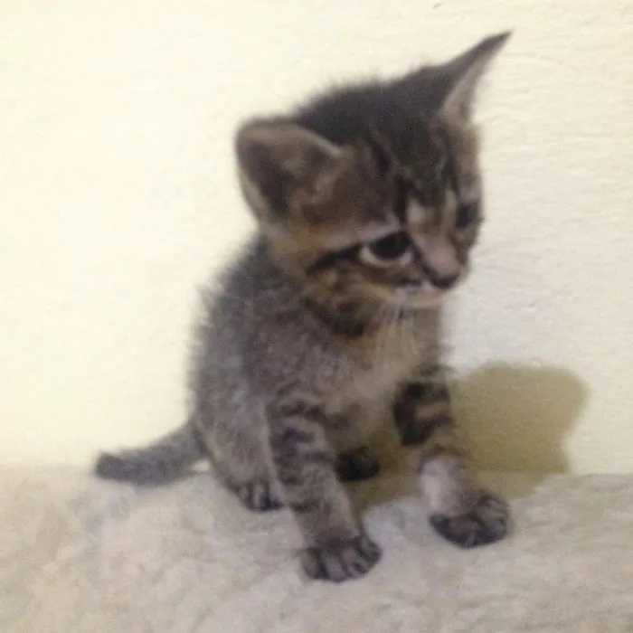 Gato ra a  idade Abaixo de 2 meses nome não tem