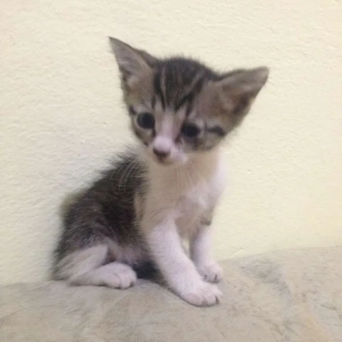 Gato ra a  idade Abaixo de 2 meses nome não tem