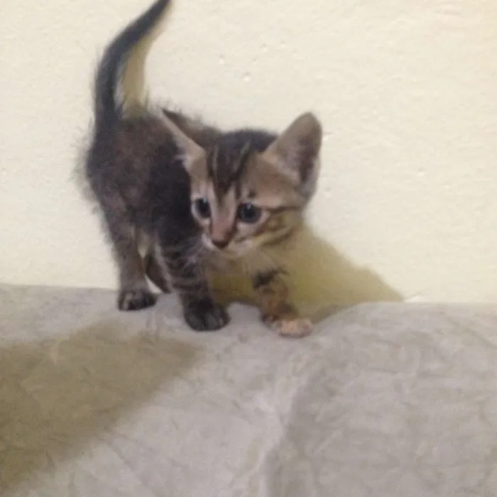 Gato ra a  idade Abaixo de 2 meses nome não tem