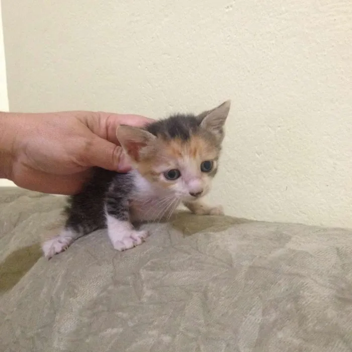 Gato ra a  idade Abaixo de 2 meses nome não tem