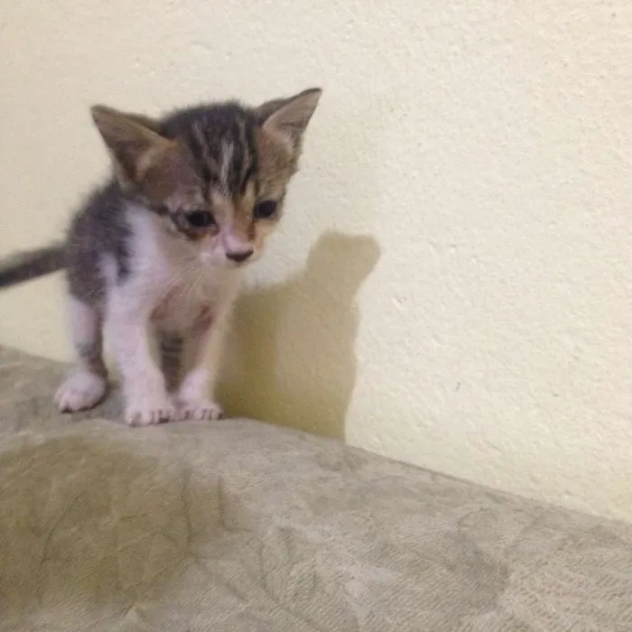 Gato ra a  idade Abaixo de 2 meses nome não tem