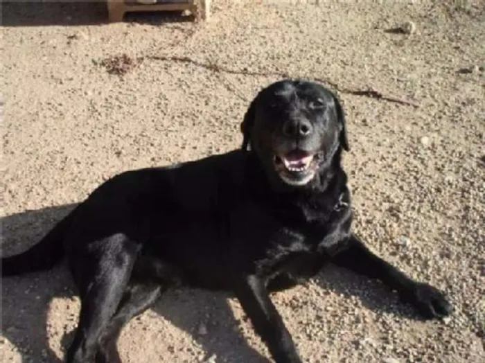 Cachorro raça Labrador idade 4 anos nome lesy