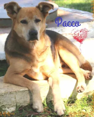 Cachorro raça SRD idade 6 ou mais anos nome Pacco