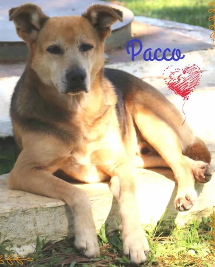 Cachorro ra a SRD idade 6 ou mais anos nome Pacco