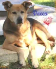 Pacco