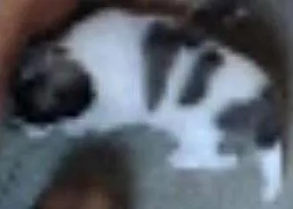 Cachorro ra a SRD idade 1 ano nome Bebês