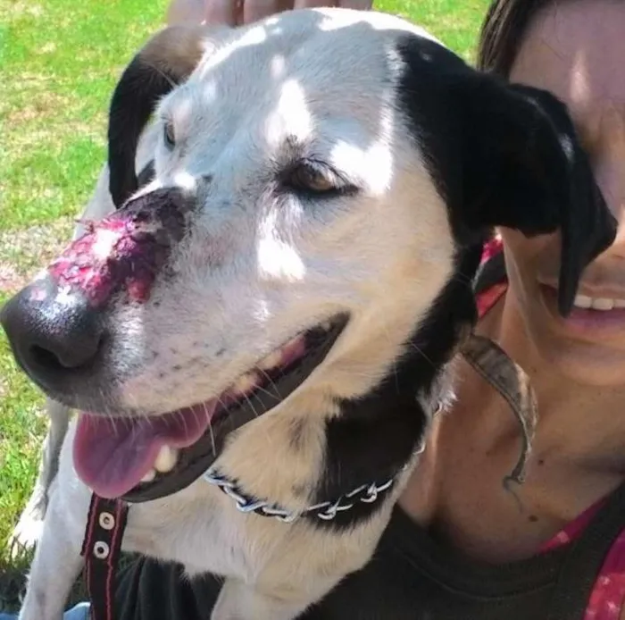Cachorro ra a SRD idade 1 ano nome docinha