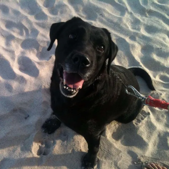 Cachorro raça Labrador idade 4 anos nome lesy