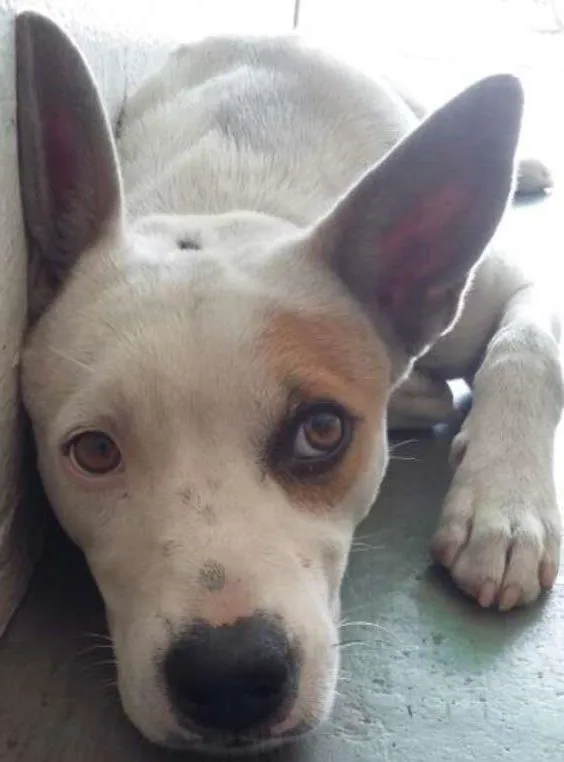 Cachorro ra a vira-lata idade 7 a 11 meses nome Biela