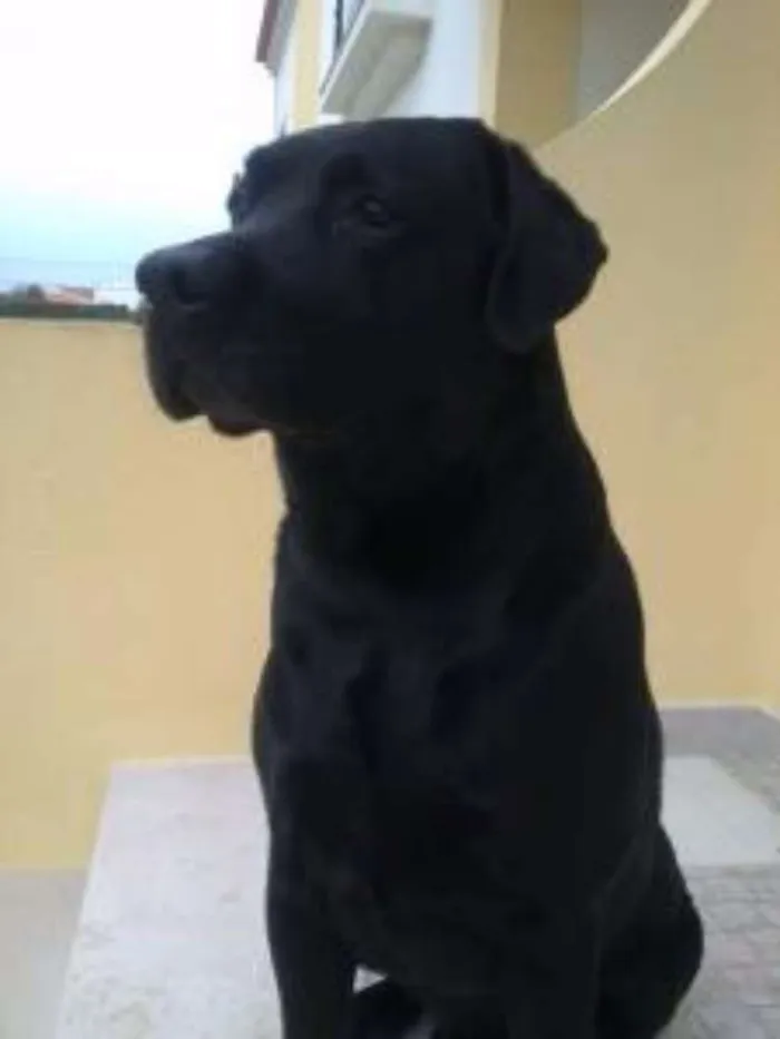 Cachorro raça Labrador idade 4 anos nome lesy