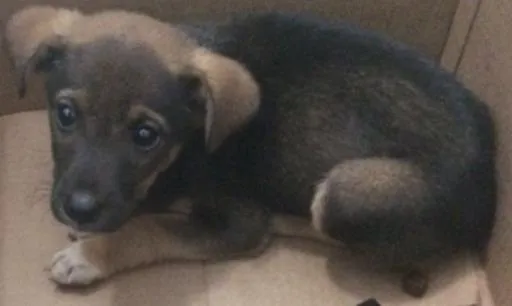 Cachorro ra a SRD idade 2 a 6 meses nome Sem Nome 